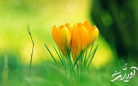 گل بنفشه،تصویر گل گل رز قرمز, عکس های گل